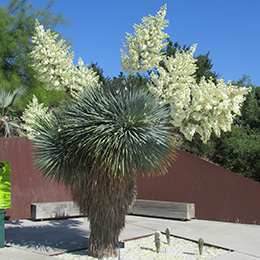 Yucca rostrata